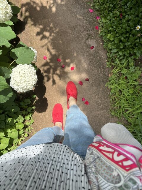 Top-down view of a person walking along a garden path wearing red sneakers and light blue jeans, with white hydrangeas on the left and pink petals scattered on the ground.